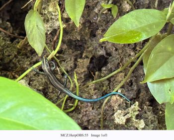 Media type: image;   Herpetology Observations 55 Description: Voucher photo of lizard;